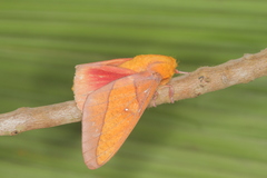 Syssphinx quadrilineata