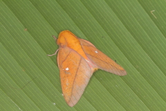 Syssphinx quadrilineata