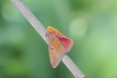 Syssphinx quadrilineata