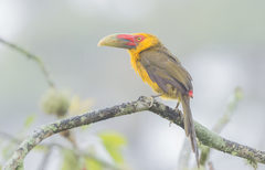 Pteroglossus bailloni