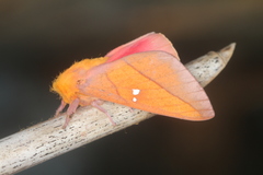 Syssphinx quadrilineata