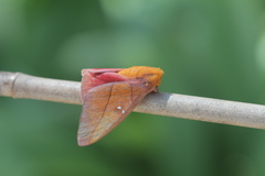 Syssphinx quadrilineata