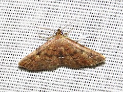 Cerynea thermesialis