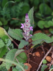 Salvia hierosolymitana