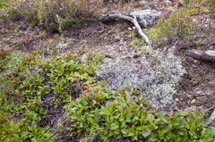 Antennaria friesiana
