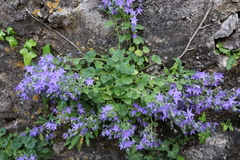 Campanula fenestrellata