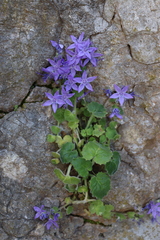 Campanula fenestrellata