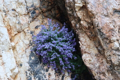 Campanula fenestrellata