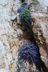 Campanula fenestrellata