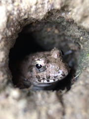 Fejervarya kawamurai