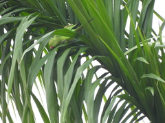 Psittacula krameri image