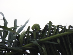 Psittacula krameri image