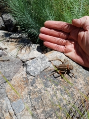 Acanthoplus