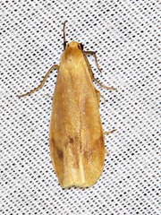 Hypagoptera rufeola