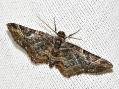 Melanthia ustiplaga