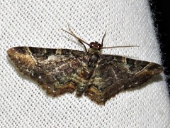 Melanthia ustiplaga