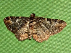 Melanthia ustiplaga