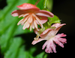 Begonia urticae