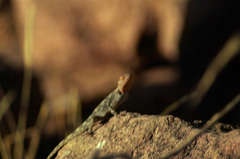 Agama kirkii