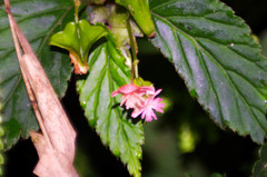 Begonia urticae