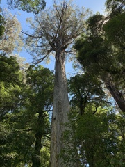 Eucalyptus regnans