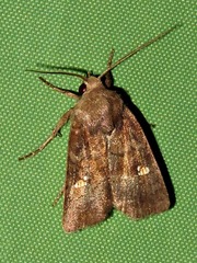 Caradrina tenebrata
