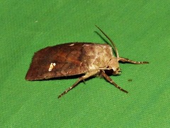 Caradrina tenebrata