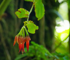 Ceratostema peruvianum
