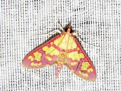 Stenochora lancinalis
