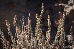 Neokochia americana