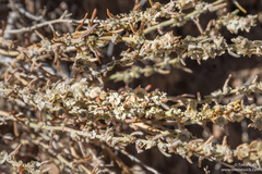 Neokochia americana