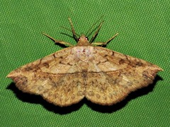 Maxera