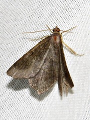 Chiasmia confuscata