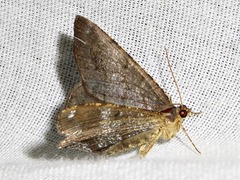 Chiasmia confuscata