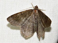 Chiasmia confuscata