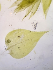 Rhynchostegium megapolitanum