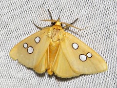 Rhanidophora cinctigutta