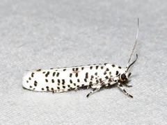 Yponomeuta strigillatus