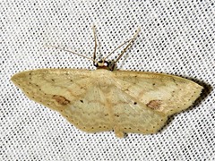 Scopula internata