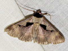 Anoba atriplaga