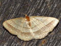 Chiasmia normata