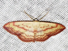 Scopula caesaria