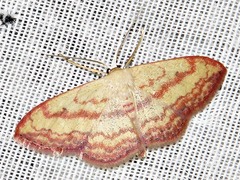 Scopula caesaria