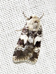 Caradrina glaucistis