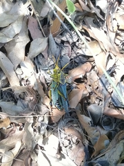 Taeniopoda tamaulipensis