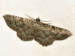 Horisme obscurata obscurata