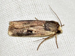 Effractilis effracta