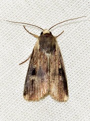 Effractilis effracta