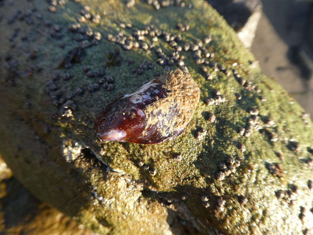 fat horsemussel