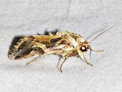 Spodoptera littoralis